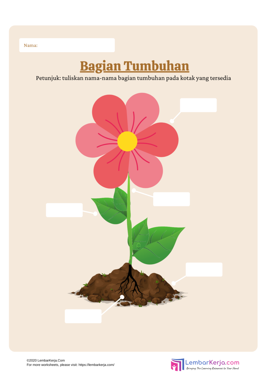 Ilustrasi Bagian Tumbuhan dan Fungsinya